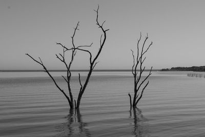 Bare tree by sea against clear sky