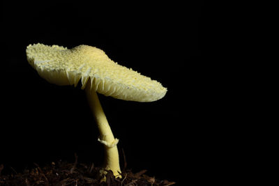 Close-up of mushroom against black background