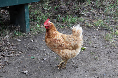 A free range brown and white chicken stratching dirt