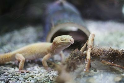 Close-up of lizard