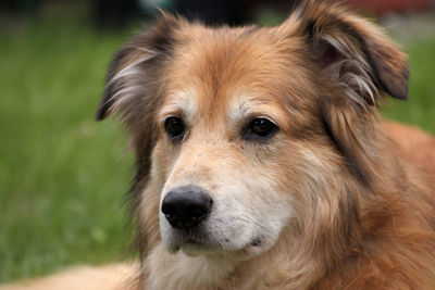 Close-up portrait of dog looking away