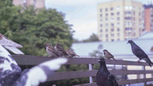 Birds perching on railing