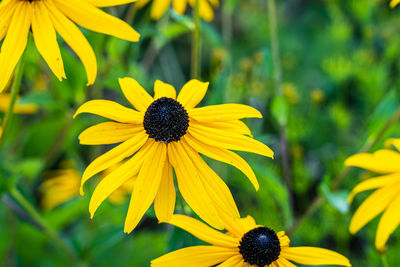 Close-up of yellow daisy flower