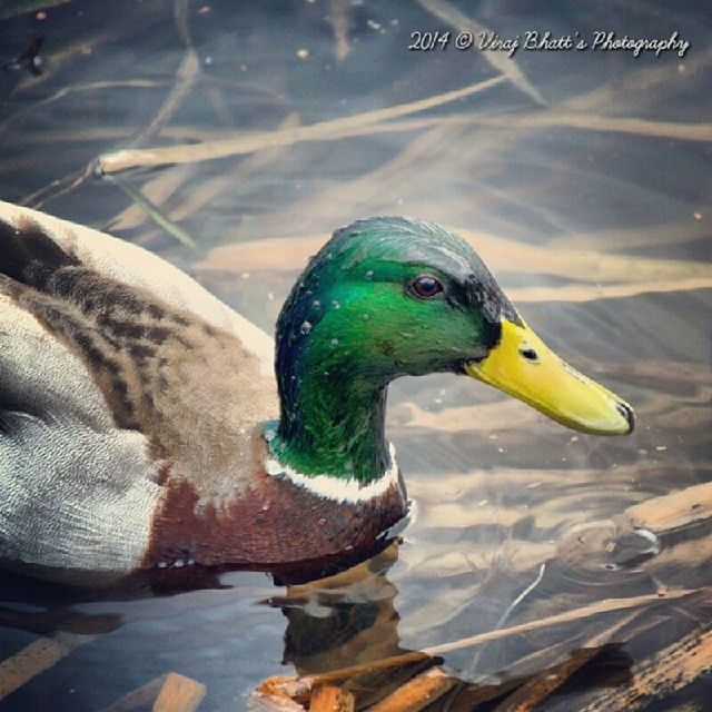 animal themes, animals in the wild, wildlife, one animal, bird, water, close-up, swimming, nature, beak, sea, side view, fish, beauty in nature, blue, outdoors, two animals, no people, animal head, focus on foreground