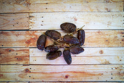 High angle view of insect on wood