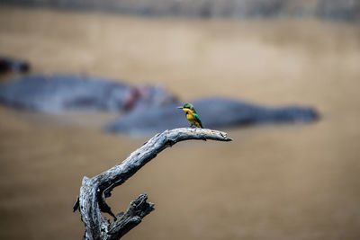 Close-up of bird perching on wood