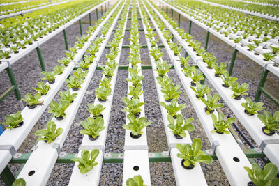 Vegetables growing in greenhouse