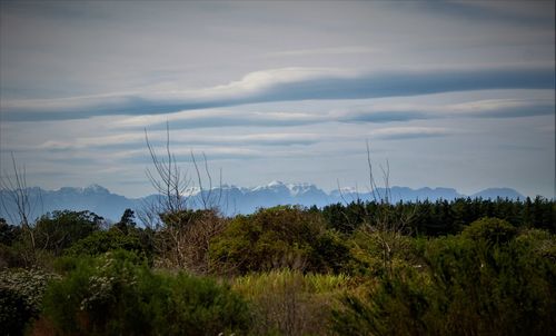 Plants on field against sky