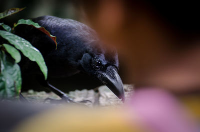 Close-up of bird