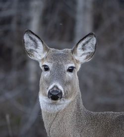 Close-up portrait of deer