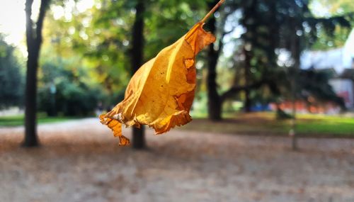 Close-up of yellow leaf against blurred background