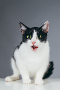 Close-up of cat on cube against gray background