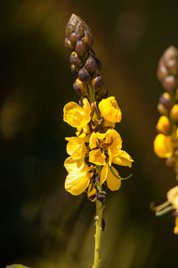 Bright yellow flowers of popcorn senna also called senna didymobotrya found in sri lanka and india.