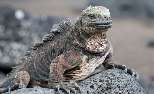 Close-up of iguana on rock