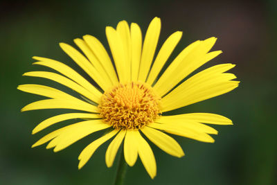 Close-up of yellow dandelion flower