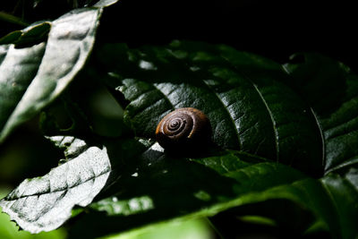 Close-up of snail on leaf