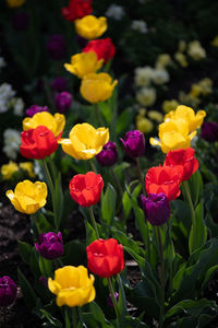 Close-up of yellow flowering plants growing on field