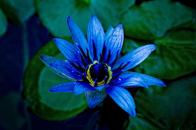 Close-up of purple flower