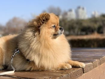 Close-up of a dog looking away