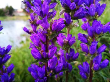 Close-up of purple flowering plants