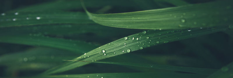 Rain drop on green grass leaf texture banner background.
