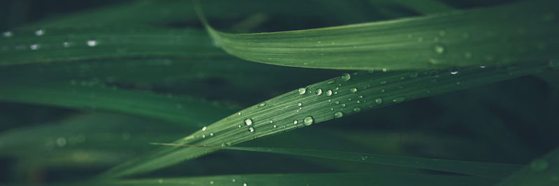 Close-up of water drops on leaf