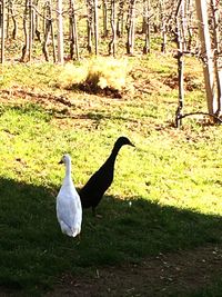 Swan on grass