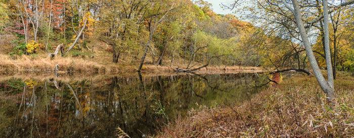 Scenic view of lake in forest