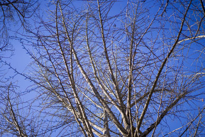 Low angle view of bare tree against clear blue sky