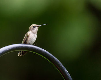 Close-up of bird perching on plant