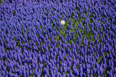 Full frame shot of purple flowering plants on field