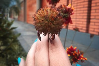 Close-up of hand holding flowering plant