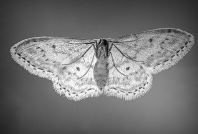 Close-up of butterfly on flower