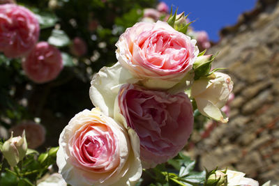 Close-up of rose bouquet