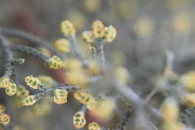 Close-up of yellow flowering plant on field