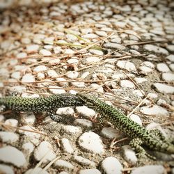 Full frame shot of lizard on beach