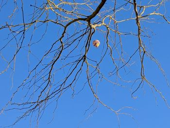 Low angle view of bare tree against blue sky