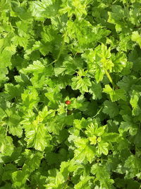 Close-up of fresh green plants