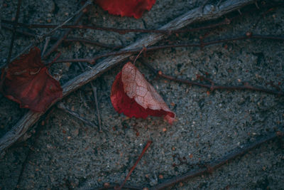 Close-up of dry maple leaves on tree