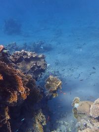 High angle view of coral in sea