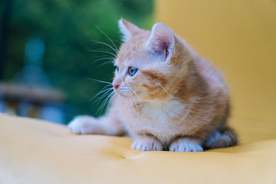 Red cats sitting on yellow chair near window. young ginger kitten play at home. cute funny home pets