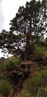 Trees growing on field in forest