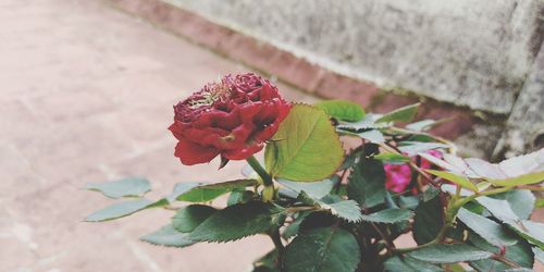 Close-up of rose plant