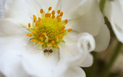 Close-up of white flower