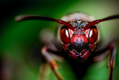 Macro shot of bug