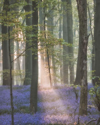 Sunlight streaming through trees in forest