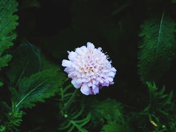 Close-up of purple flowering plant