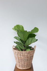 Close-up of plant in basket