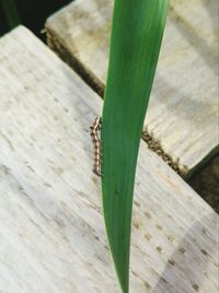 Close-up of insect on wood