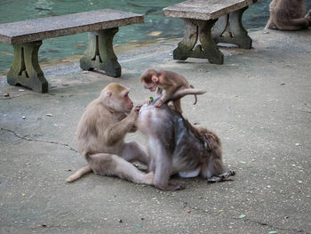 Monkey sitting on water